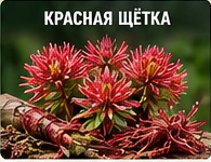 Красная щётка — растительное сырьё